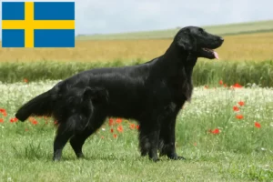 Read more about the article Flat Coated Retriever Züchter und Welpen in Schweden