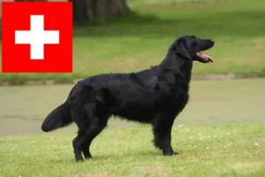 Read more about the article Flat Coated Retriever Züchter und Welpen in der Schweiz