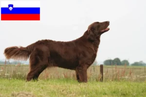 Read more about the article Flat Coated Retriever Züchter und Welpen in Slowenien