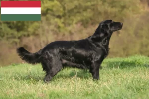 Read more about the article Flat Coated Retriever Züchter und Welpen in Ungarn