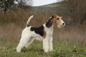 Read more about the article Foxterrier Züchter