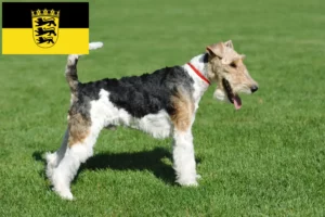 Read more about the article Foxterrier Züchter und Welpen in Baden-Württemberg