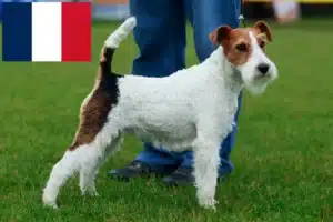 Read more about the article Foxterrier Züchter und Welpen in Frankreich