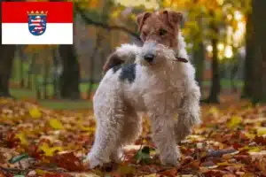 Read more about the article Foxterrier Züchter und Welpen in Hessen