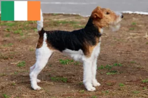 Read more about the article Foxterrier Züchter und Welpen in Irland