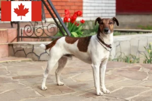 Read more about the article Foxterrier Züchter und Welpen in Kanada