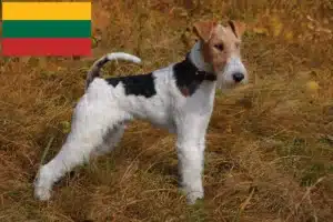 Read more about the article Foxterrier Züchter und Welpen in Litauen