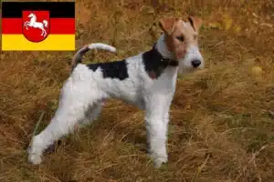 Read more about the article Foxterrier Züchter und Welpen in Niedersachsen