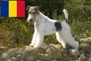 Read more about the article Foxterrier Züchter und Welpen in Rumänien