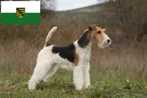 Read more about the article Foxterrier Züchter und Welpen in Sachsen