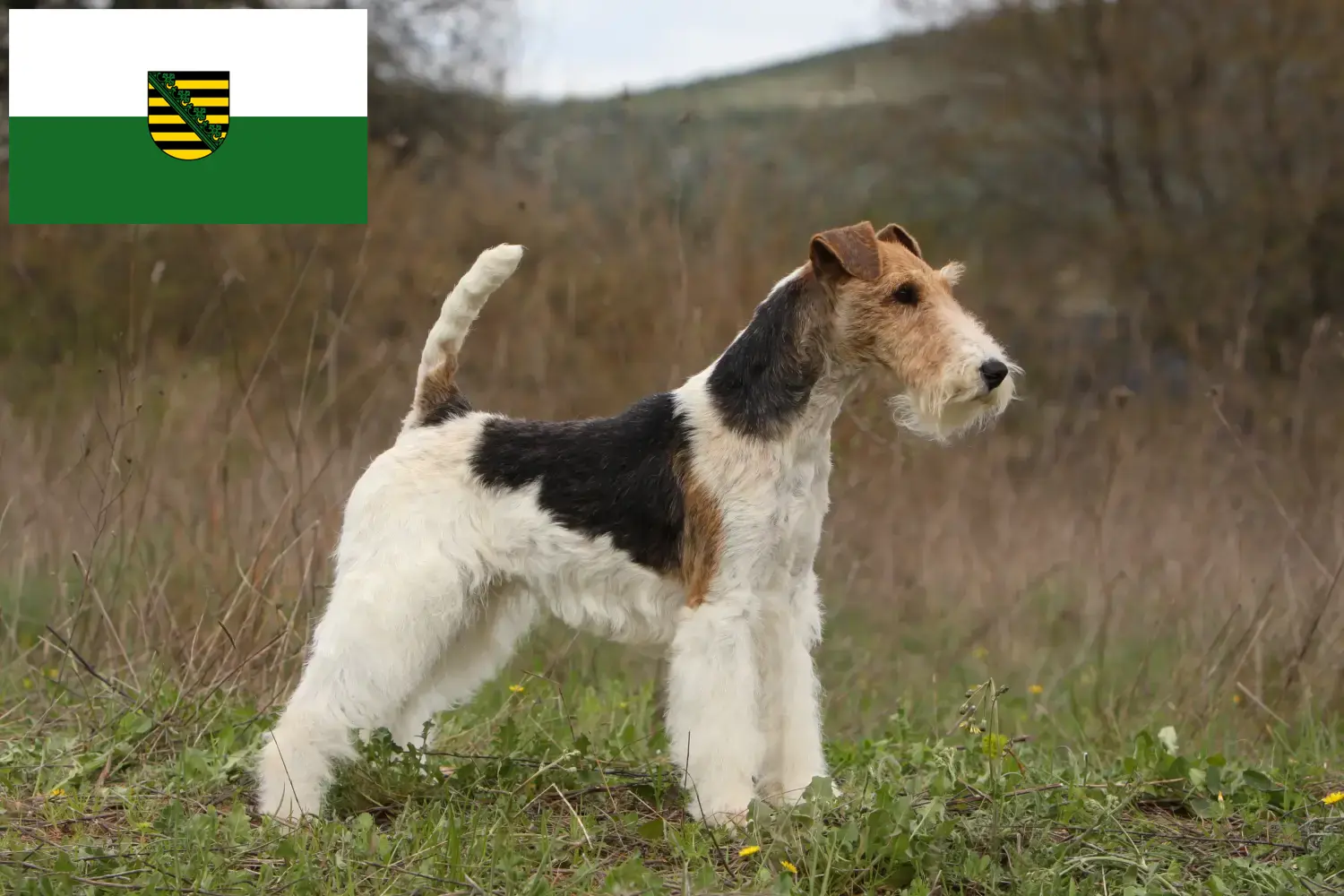 Foxterrier Welpen und Züchter Sachsen Hier findest Du Foxterrier Züchter in Sachsen.