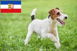 Read more about the article Foxterrier Züchter und Welpen in Schleswig-Holstein