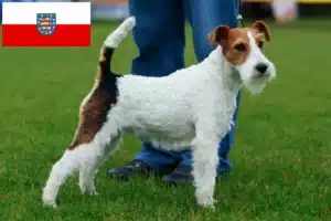 Read more about the article Foxterrier Züchter und Welpen in Thüringen