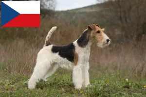 Read more about the article Foxterrier Züchter und Welpen in Tschechien