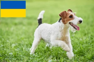 Read more about the article Foxterrier Züchter und Welpen in der Ukraine