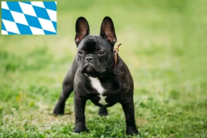 Read more about the article Französische Bulldogge Züchter und Welpen in Bayern