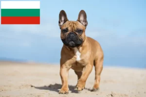 Read more about the article Französische Bulldogge Züchter und Welpen in Bulgarien