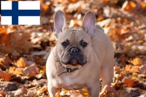 Read more about the article Französische Bulldogge Züchter und Welpen in Finnland