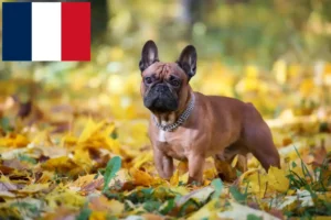 Read more about the article Französische Bulldogge Züchter und Welpen in Frankreich