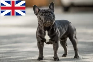 Read more about the article Französische Bulldogge Züchter und Welpen in Großbritannien