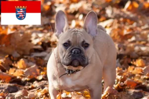 Read more about the article Französische Bulldogge Züchter und Welpen in Hessen