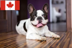 Read more about the article Französische Bulldogge Züchter und Welpen in Kanada