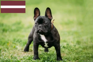 Read more about the article Französische Bulldogge Züchter und Welpen in Lettland