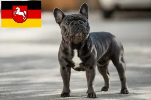 Read more about the article Französische Bulldogge Züchter und Welpen in Niedersachsen