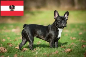 Read more about the article Französische Bulldogge Züchter und Welpen in Österreich