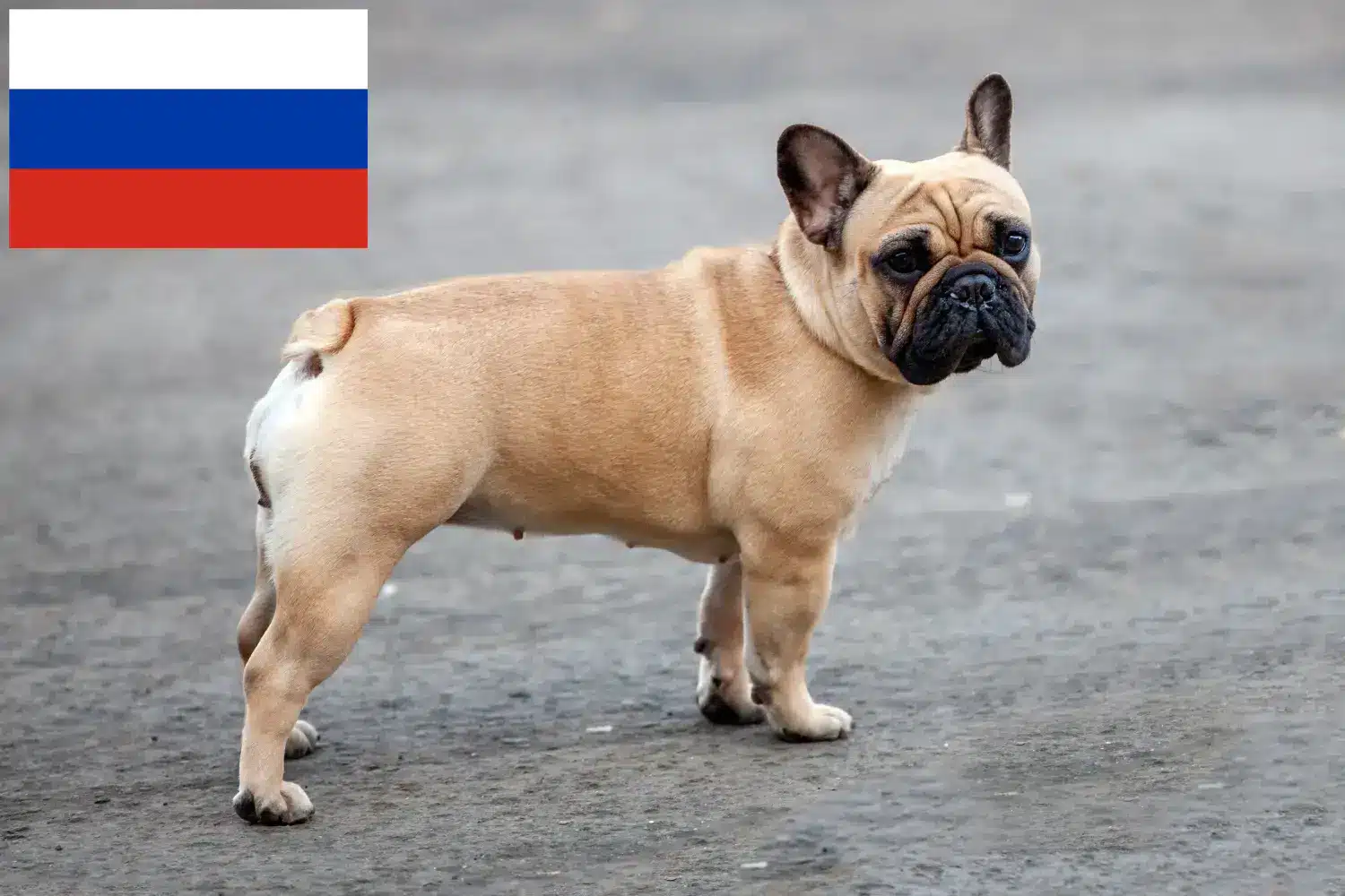Französische Bulldogge Welpen und Züchter Russland Hier findest Du Französische Bulldoggen Züchter in Russland.