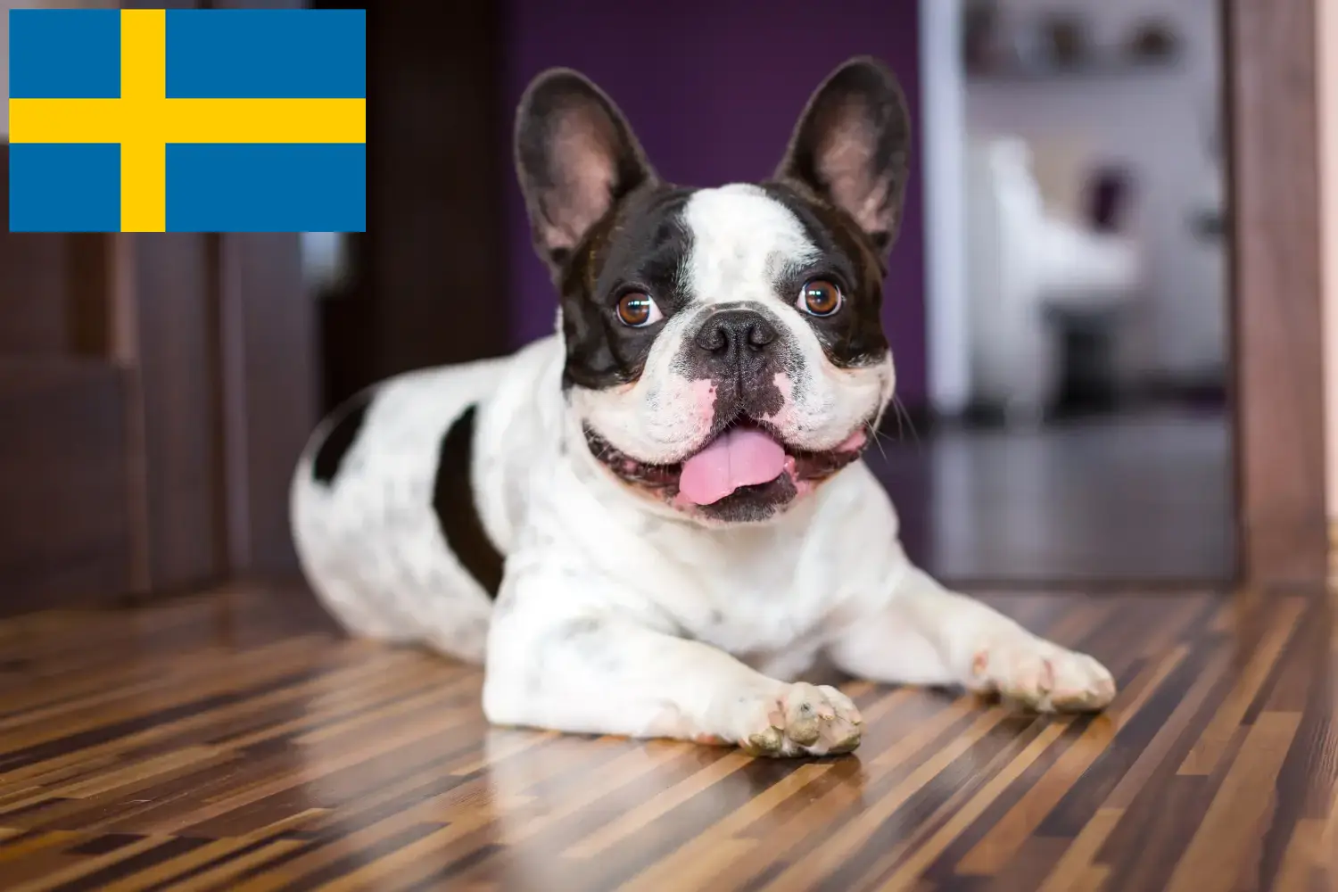 Französische Bulldogge Welpen und Züchter Schweden Hier findest Du Französische Bulldoggen Züchter in Schweden.