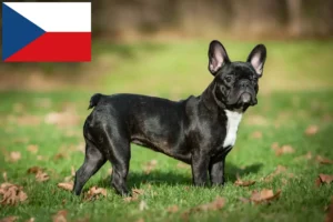 Read more about the article Französische Bulldogge Züchter und Welpen in Tschechien