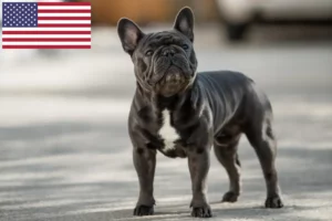 Read more about the article Französische Bulldogge Züchter und Welpen in den USA