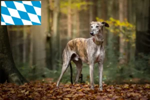 Read more about the article Galgo Espanol Züchter und Welpen in Bayern