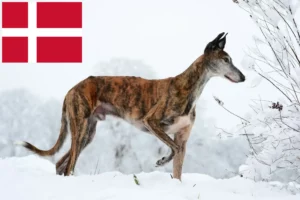 Read more about the article Galgo Espanol Züchter und Welpen in Dänemark