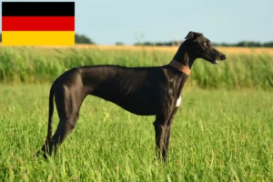 Read more about the article Galgo Espanol Züchter und Welpen in Deutschland