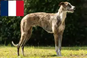 Read more about the article Galgo Espanol Züchter und Welpen in Frankreich