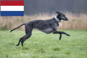 Read more about the article Galgo Espanol Züchter und Welpen in den Niederlanden