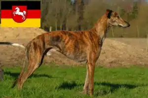 Read more about the article Galgo Espanol Züchter und Welpen in Niedersachsen