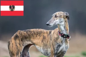 Read more about the article Galgo Espanol Züchter und Welpen in Österreich