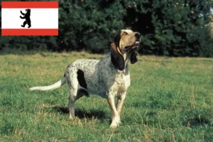 Mehr über den Artikel erfahren Gascon Saintongeois Züchter und Welpen in Berlin