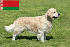 Read more about the article Golden Retriever Züchter und Welpen in Belarus