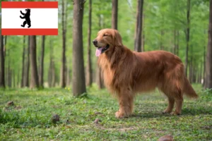 Read more about the article Golden Retriever Züchter und Welpen in Berlin