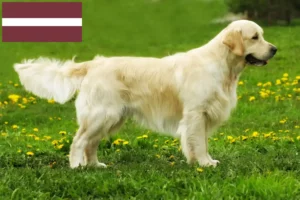 Read more about the article Golden Retriever Züchter und Welpen in Lettland