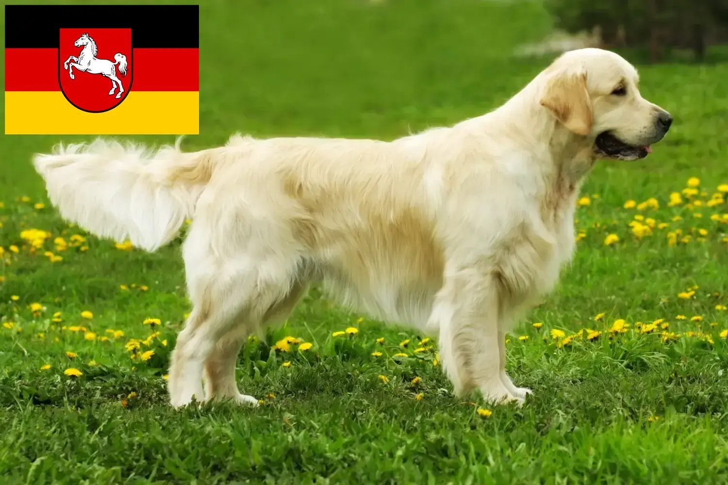 Golden Retriever Welpen und Züchter Niedersachsen Hier findest Du Golden Retriever Züchter in Niedersachsen.