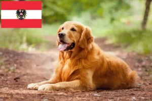 Read more about the article Golden Retriever Züchter und Welpen in Österreich