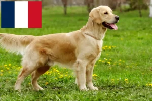 Read more about the article Golden Retriever Züchter und Welpen auf Réunion