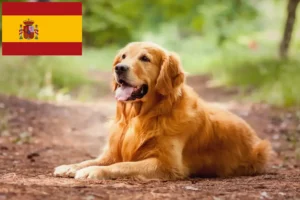 Read more about the article Golden Retriever Züchter und Welpen in Spanien