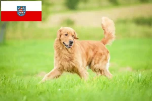 Mehr über den Artikel erfahren Golden Retriever Züchter und Welpen in Thüringen