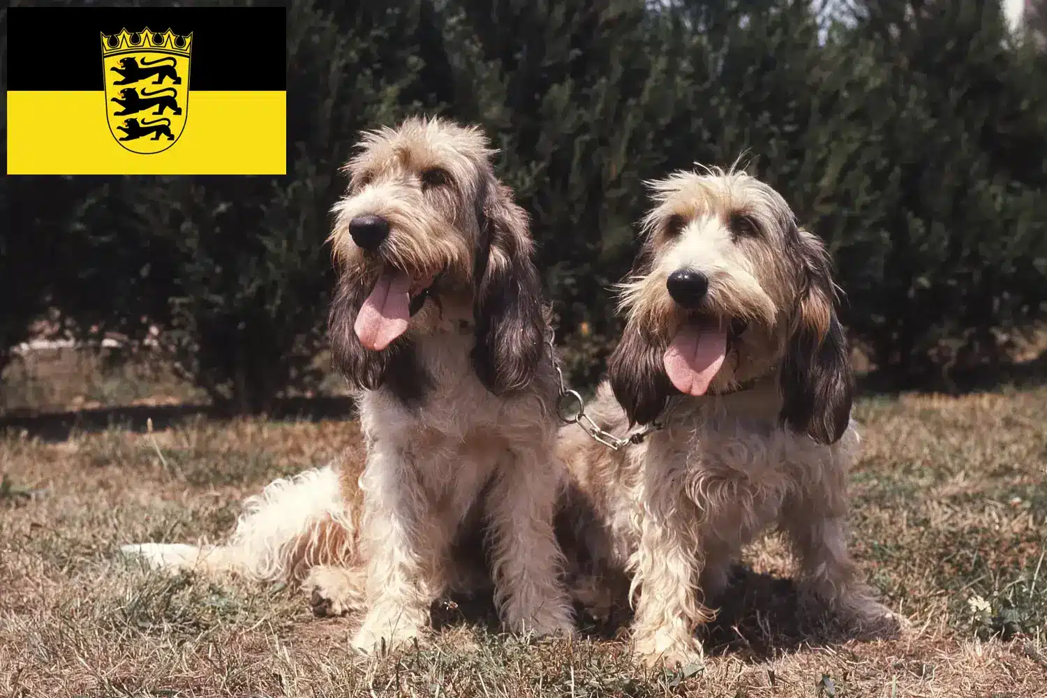 Grand Basset Griffon Vendéen Welpen und Züchter Baden-Württemberg Hier findest Du Grand Basset Griffon Vendéens Züchter in Baden-Württemberg.